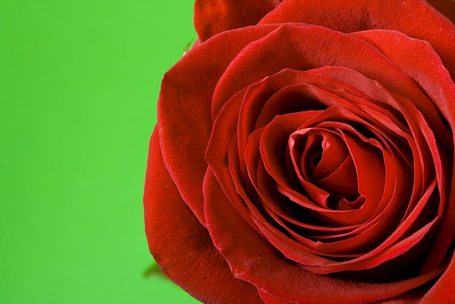 con2011, flower, fresh, gift, red, romance, romantic, rose HD wallpaper
