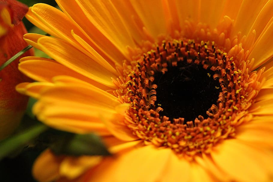 gerbera, yellow, macro, flower, blossom, bloom, close up, nature HD wallpaper