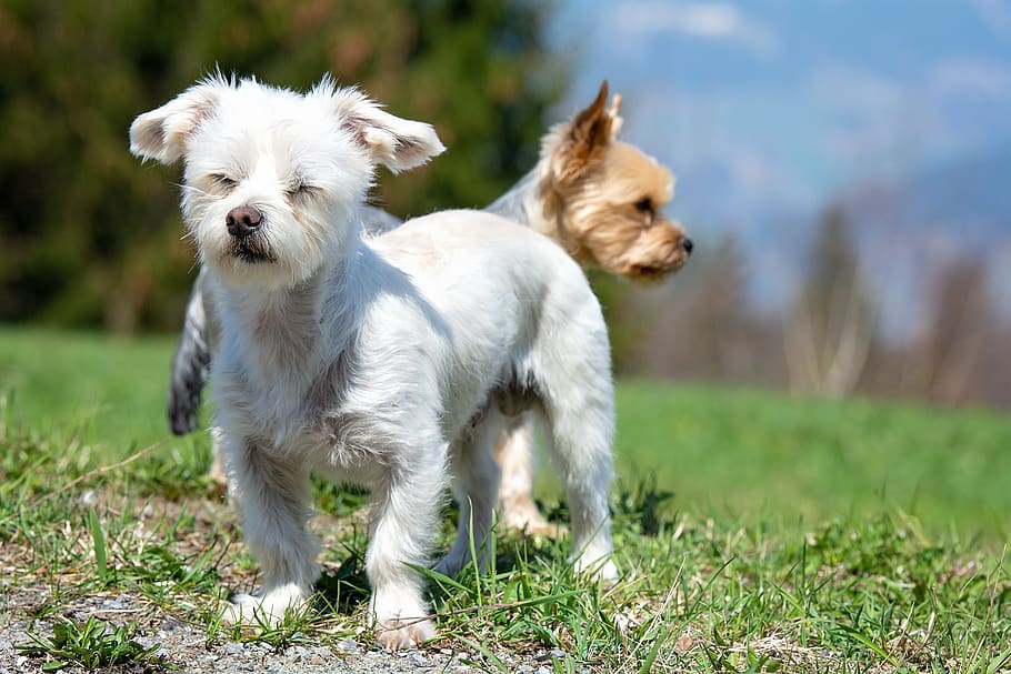 dogs, out, meadow, grass, small dogs, sweet, animal, pet, canine HD wallpaper