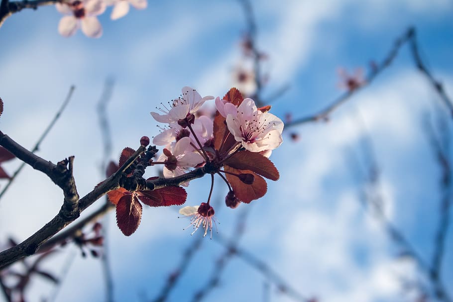 mallorca, blossom, bloom, spring, balearic islands, nature HD wallpaper