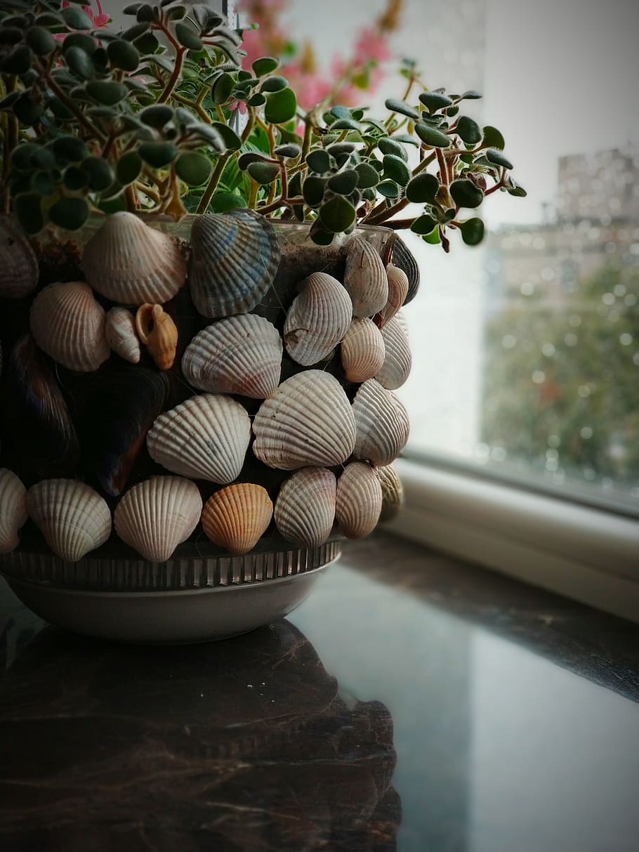 plants, shells, window, close-up, no people, focus on foreground HD wallpaper