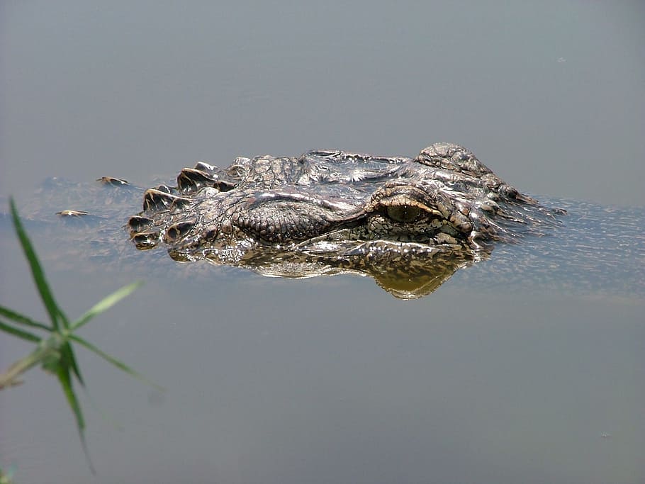 water, algae, alligator, croc, crocodile, animal, wild, nature HD wallpaper