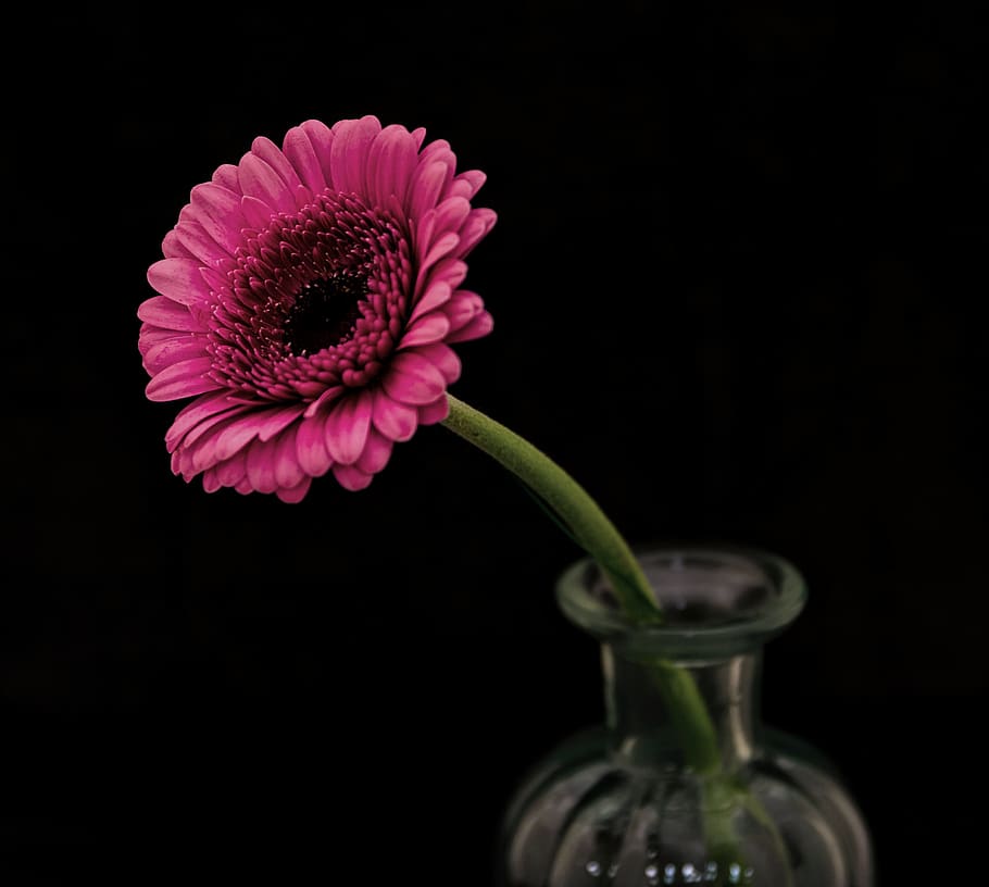 Selective Focus Photography of Pink Petaled Flower, beautiful HD wallpaper