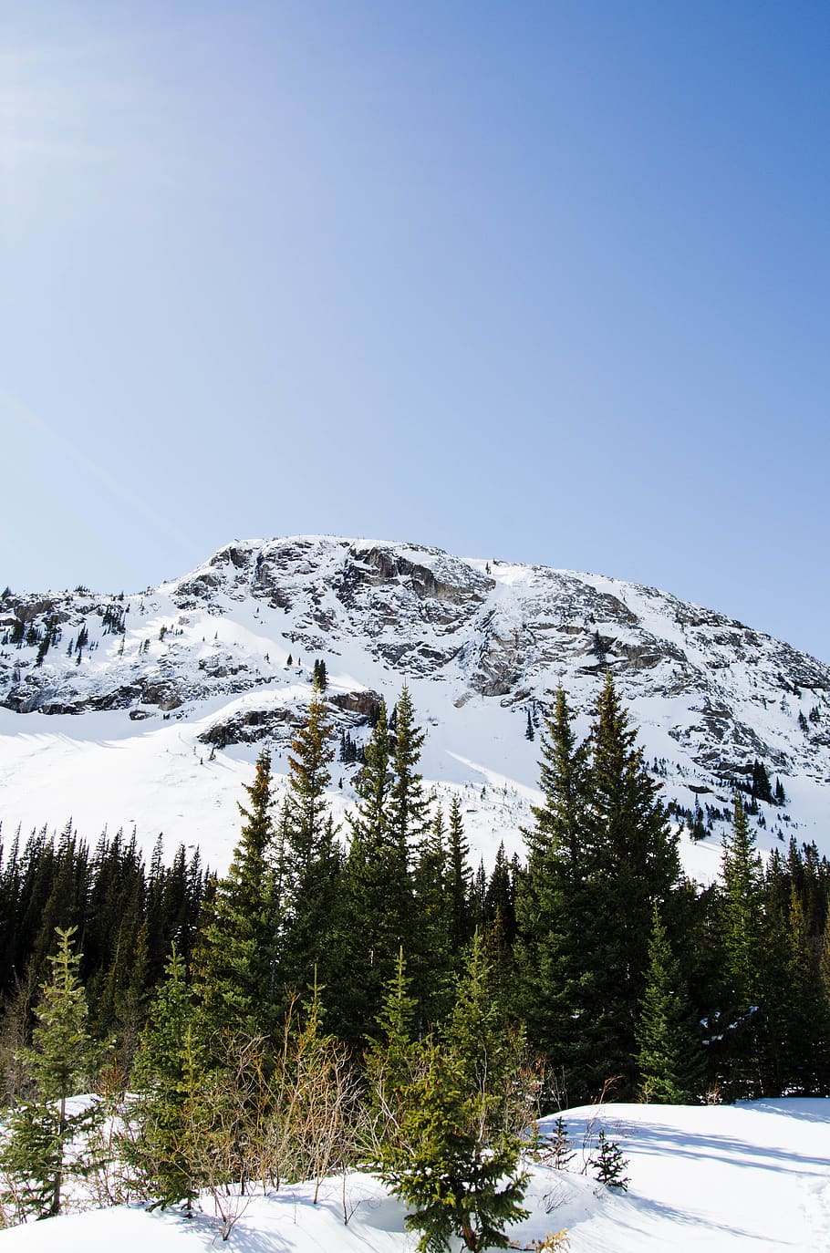 snow covered mountain beside trees, abies, plant, fir, nature HD wallpaper