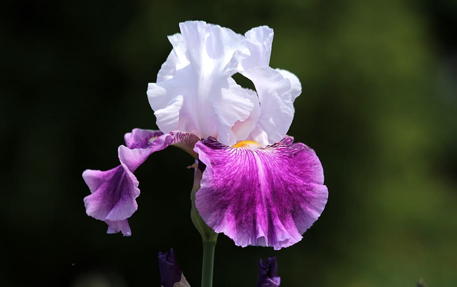 iris, flower, handsomely, nature, garden, bloom, iris garden HD wallpaper