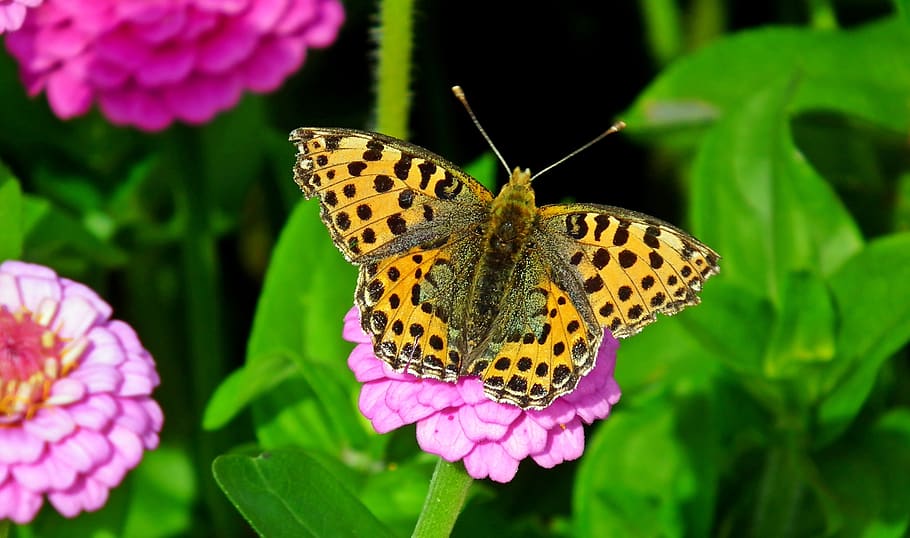 butterfly, insect, nature, flower, macro, wings, summer, colorful HD wallpaper