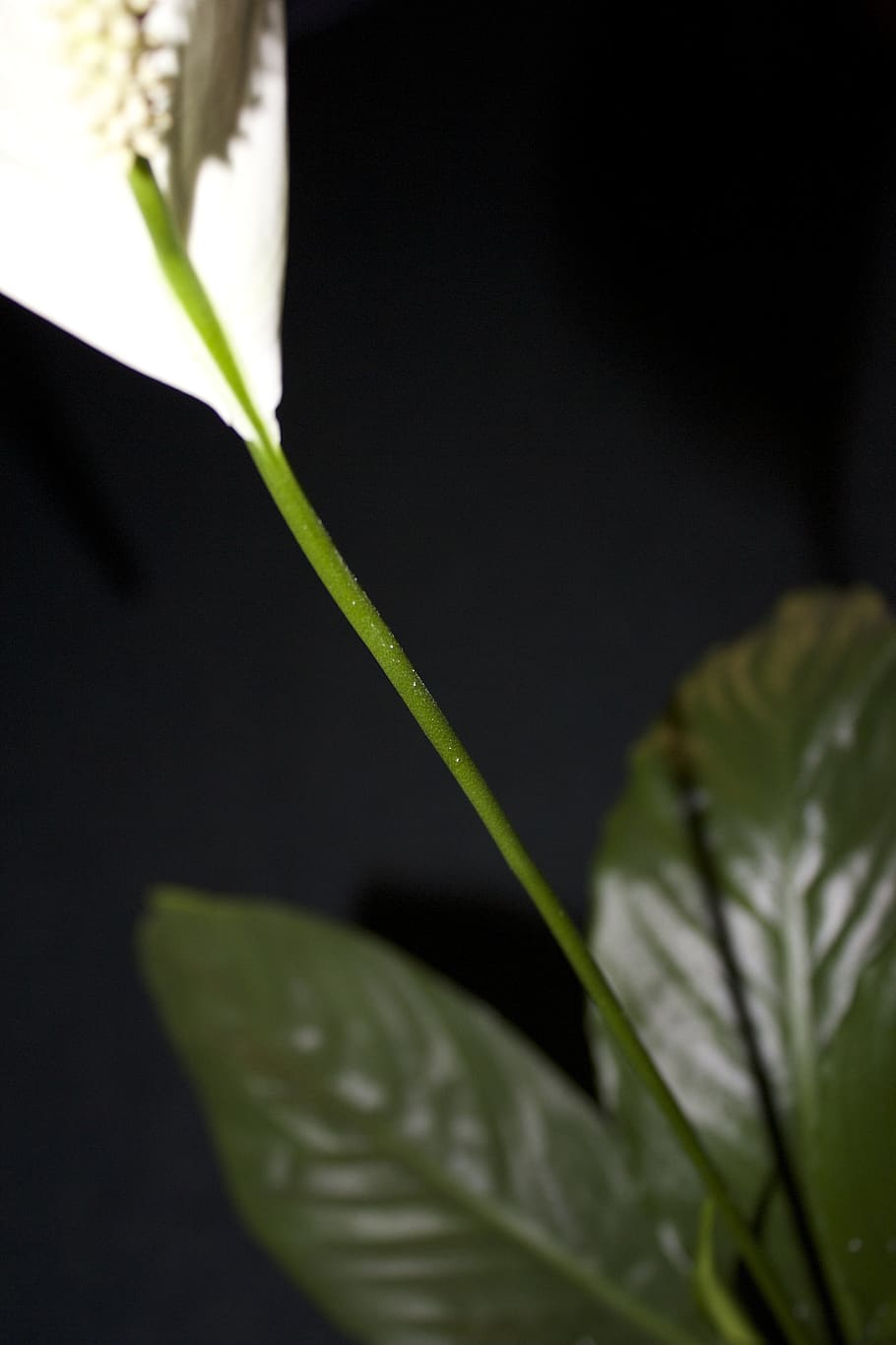 leaf, plant part, growth, close-up, beauty in nature, green color HD wallpaper