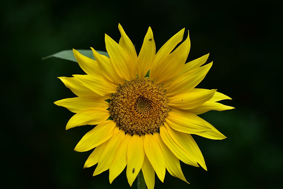sunflower, yellow, inflorescence, flowering plant, flower head HD wallpaper