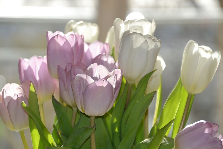 tulips, spring, light, sunshine, incidence of light, hell, flowers HD wallpaper