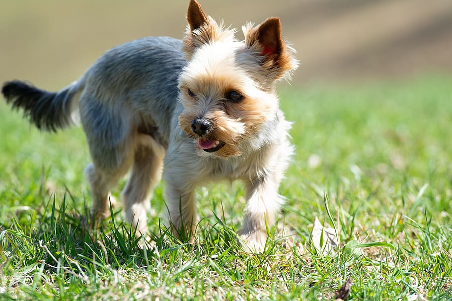 dog, small meadow, grass, out, small dog, yorki, terrier, yorkshire terrier HD wallpaper