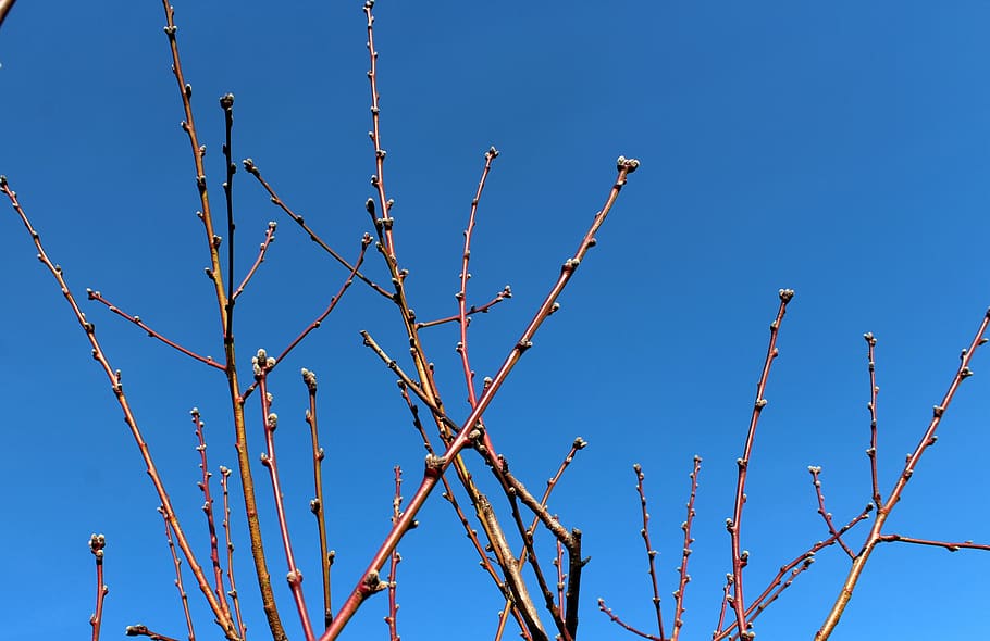 march, tree, branch, sky, nature, no one, blue, clear sky, plant HD wallpaper