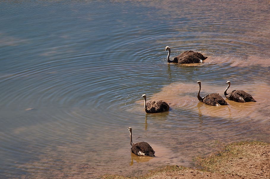 five black long-necked birds in water, ostrich, animal, wildlife