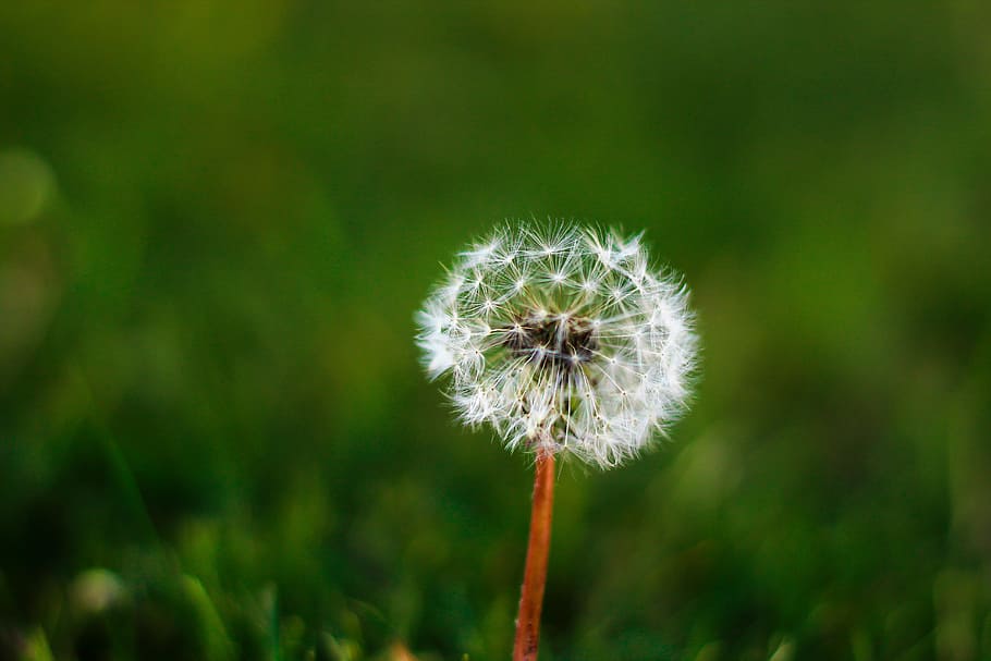 dandelion, grass, green, park, colorful, nature, fauna, plant HD wallpaper