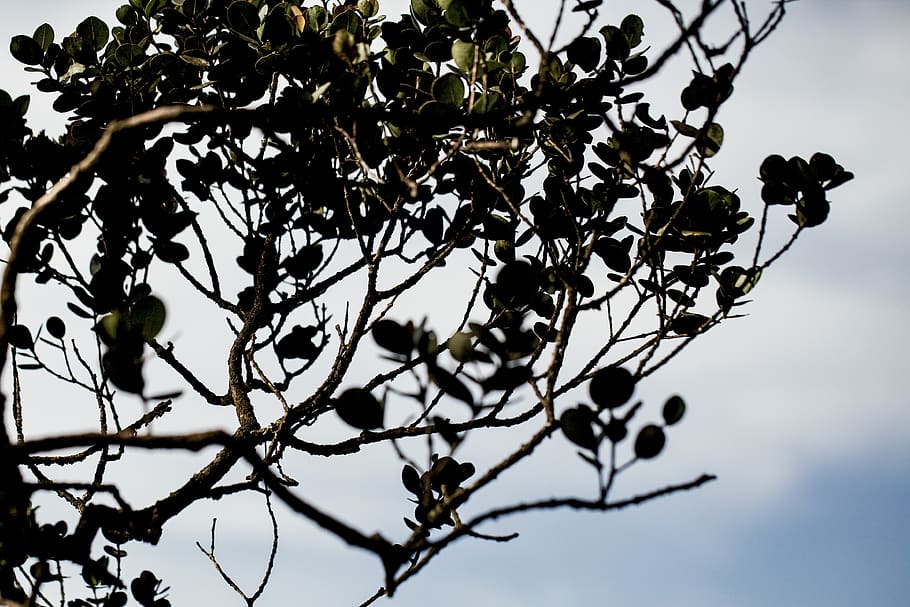 malaysia, cameron highlands, tree, plant, branch, low angle view HD wallpaper