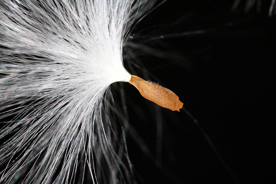 milkweed, seeds, departure, spring, start, vines plants, nature HD wallpaper