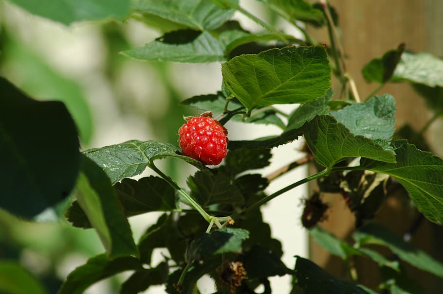 fruit, food, leaf, nature, berry, garden, raspberry, framboise HD wallpaper
