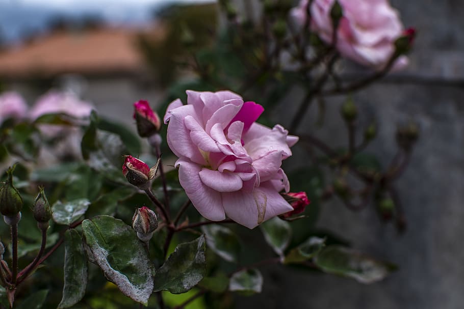 rosa, flower, nature, flowers, plant, beauty, flowering plant HD wallpaper