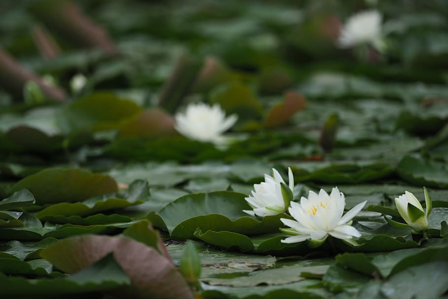 lotus, pond, nature, flower, flowering plant, vulnerability HD wallpaper