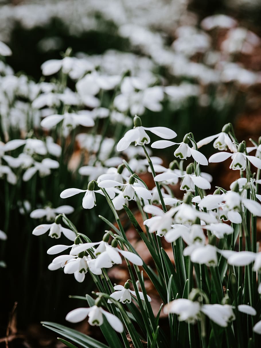 white petaled flowers, plant, beauty in nature, growth, flowering plant HD wallpaper