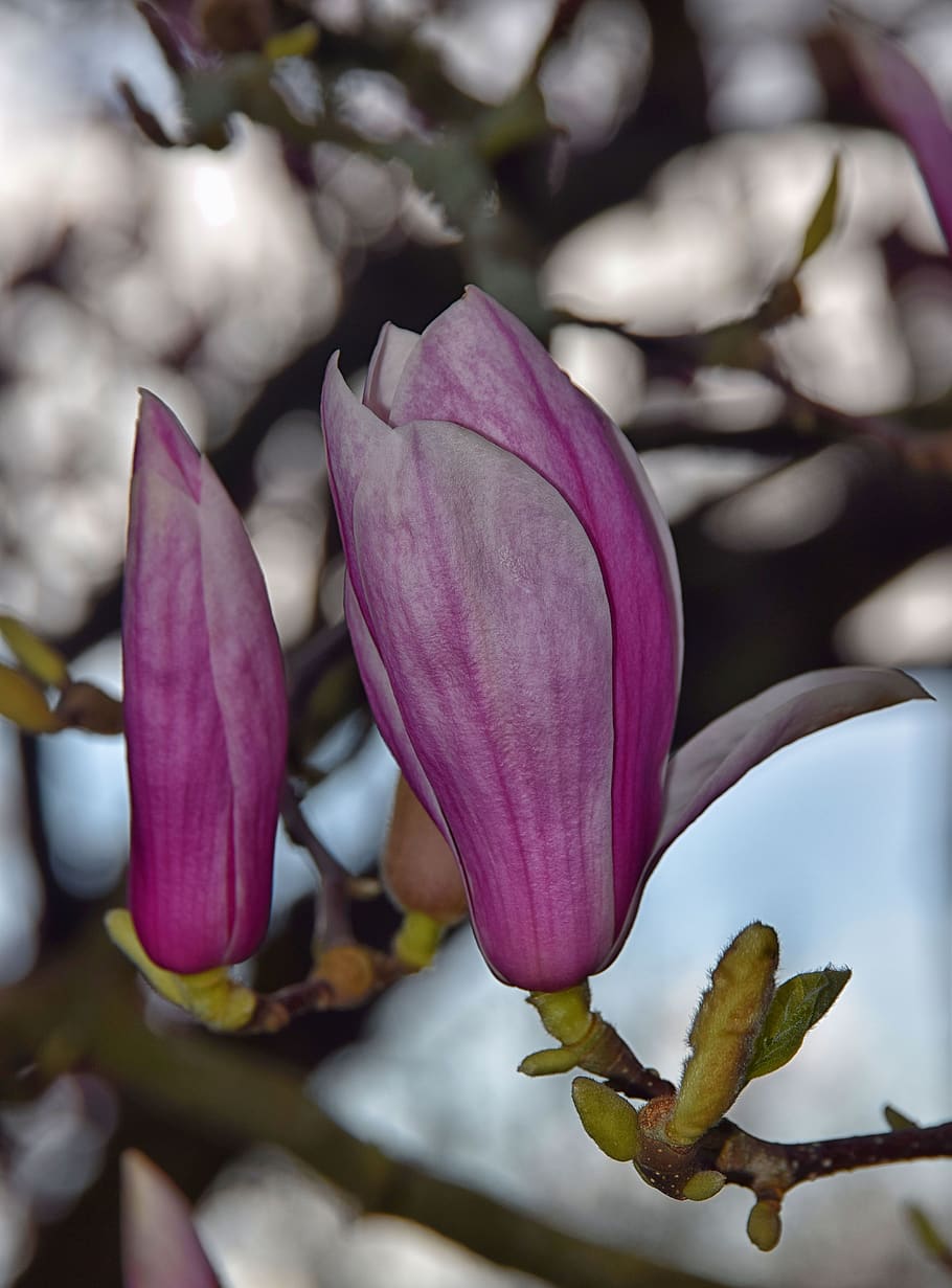 pink, white, spring, magnolia, bloom, magnoliengewaechs, bud HD wallpaper