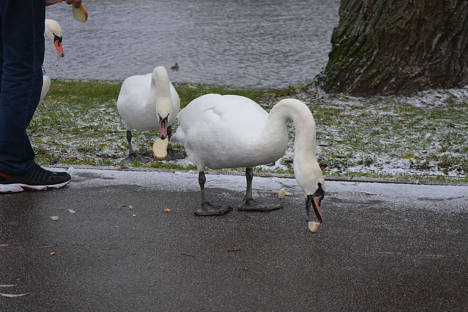 swans feeding, 3 swans, swans being fed, swans feeding a slice of bread, HD wallpaper