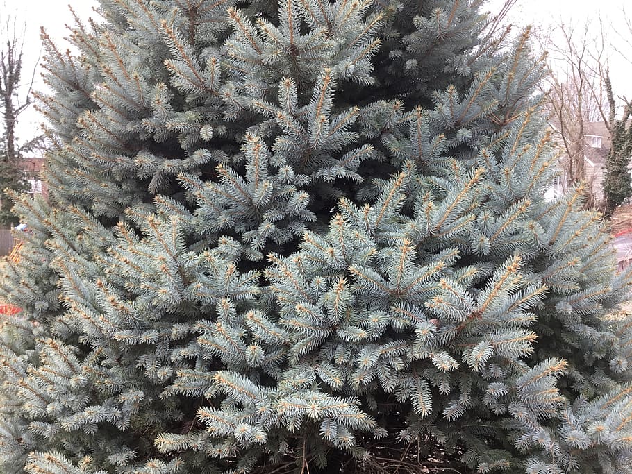 plant, conifer, spruce, rug, 703 edgewood ave, st. louis, united states HD wallpaper