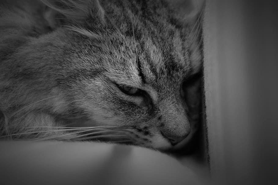 cat, one animal, domestic cat, mammal, animal themes, feline HD wallpaper