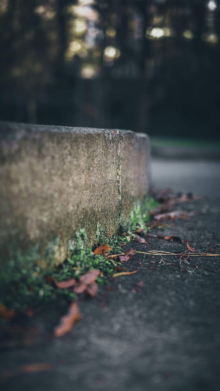 concrete, sidewalk, grass, plant, flower, wall, nature, selective focus HD wallpaper
