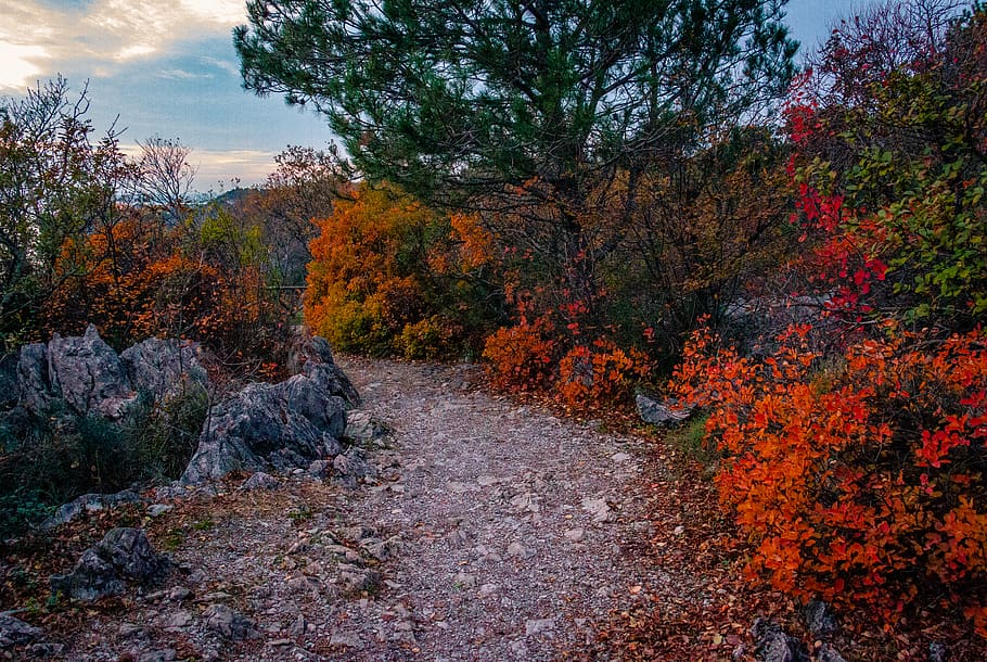 green trees, gravel, dirt road, leaf, plant, ground, maple, abies HD wallpaper