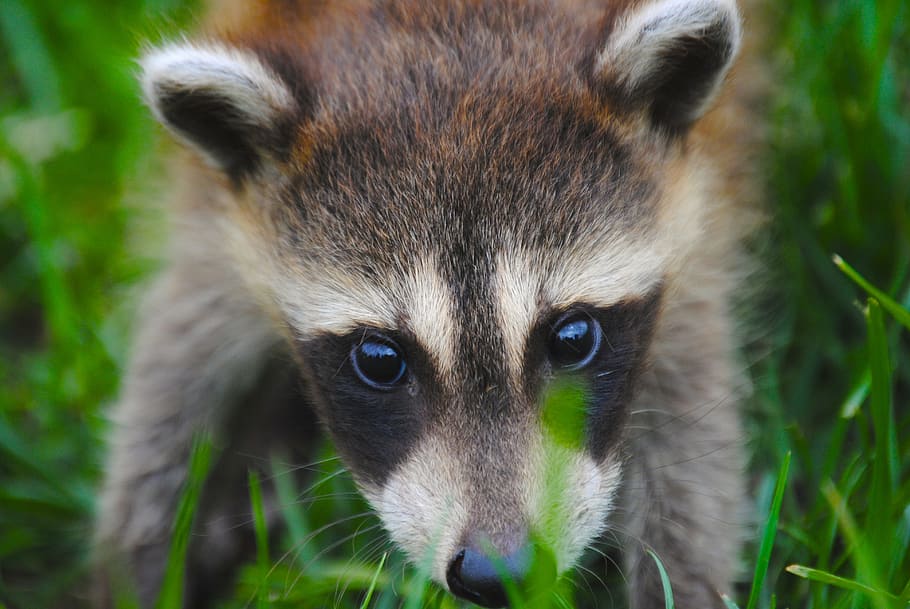 close-up photography of raccoon on green grass, animal, cute