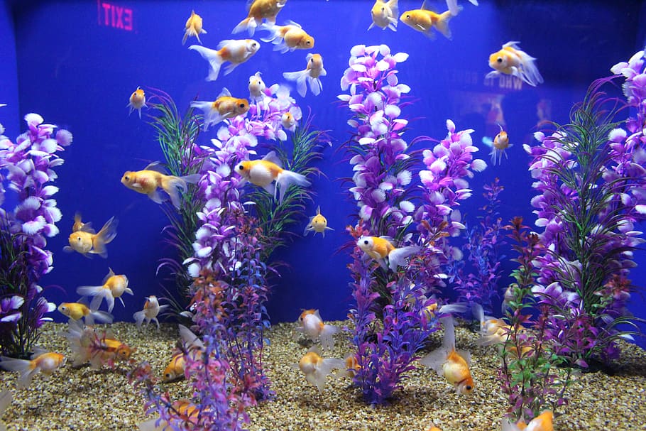 canada, toronto, underwater, animal themes, sea, animal wildlife HD wallpaper