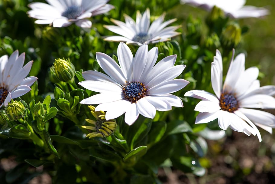 cape daisies, flowers, white, flora, garden, spring, spring flower HD wallpaper