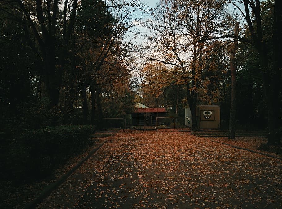 armenia, vanadzor, trees, forest, autumn, kirovakan, plant HD wallpaper