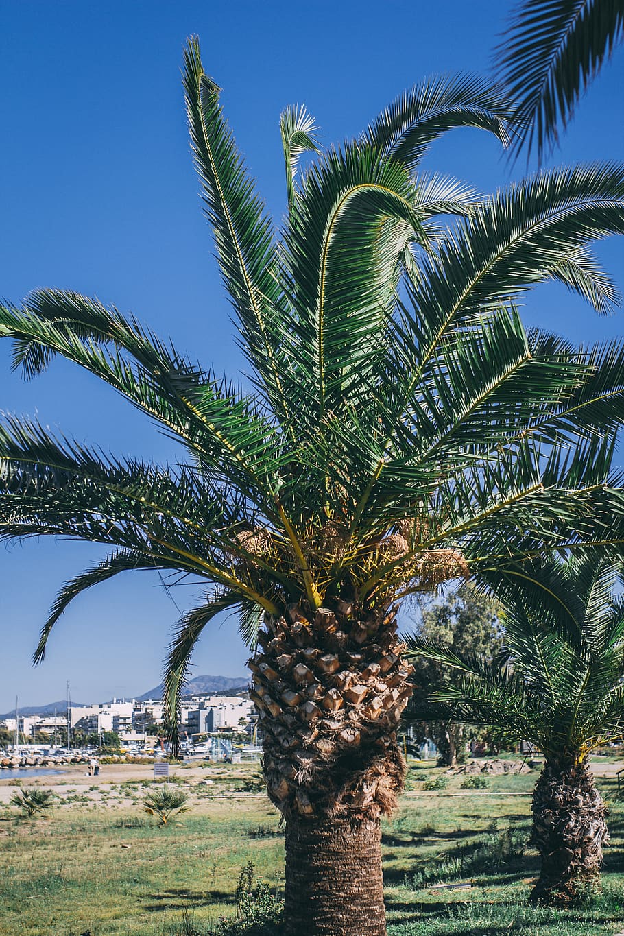 palm tree, summer, nature, leaf, green, sky, holiday, greece HD wallpaper