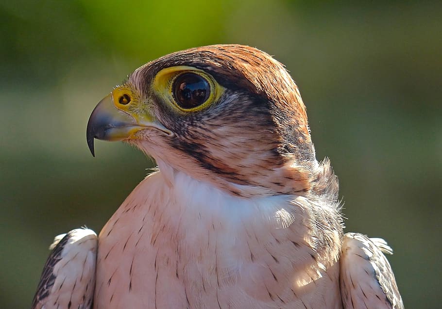 hawk, bird, raptor, wildlife, looking, becher, hunter, predator HD wallpaper