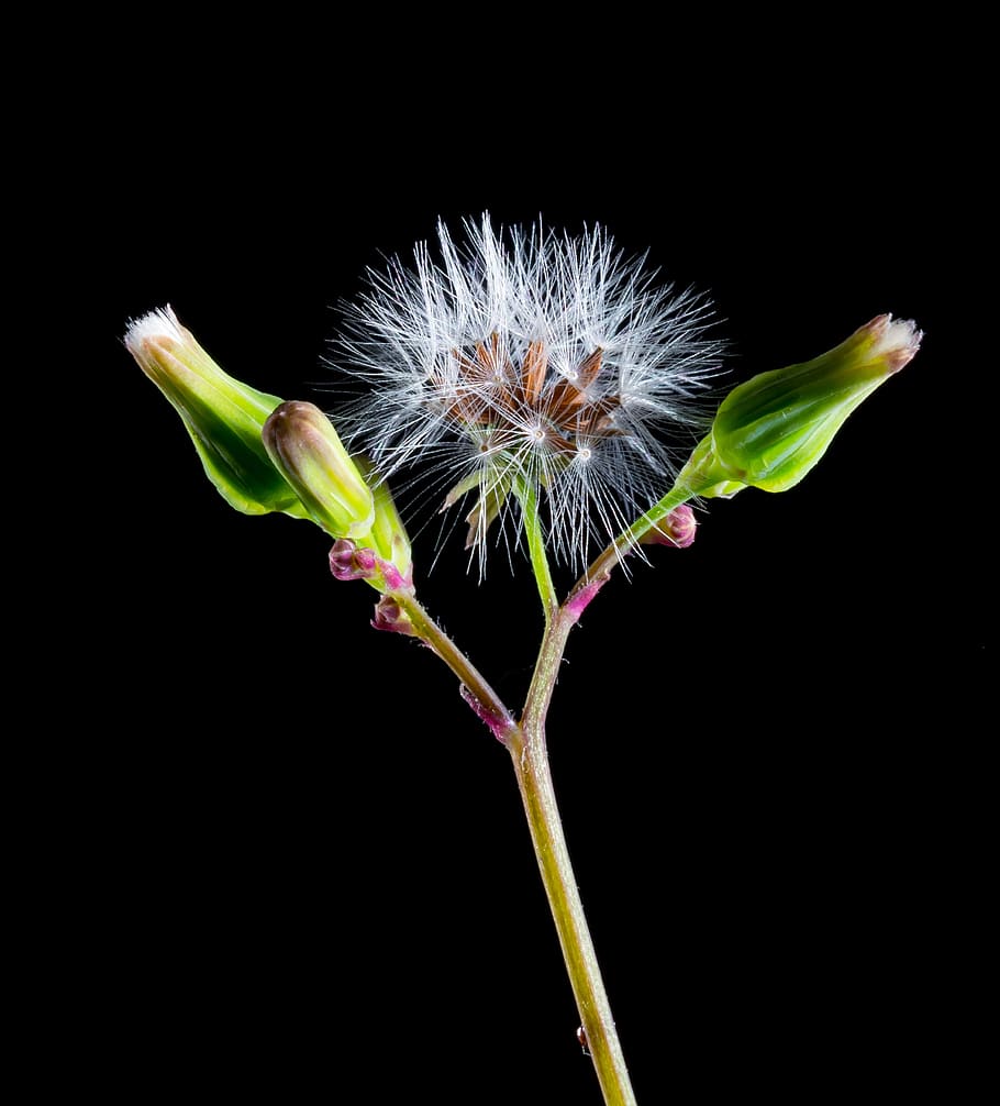 White Dandelion and 2 Green Buds Againts Black Background, bloom HD wallpaper