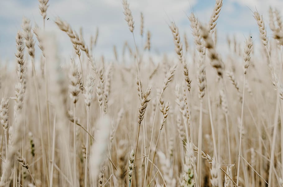 selective focus photography of wheat field, wind, bokeh, blur