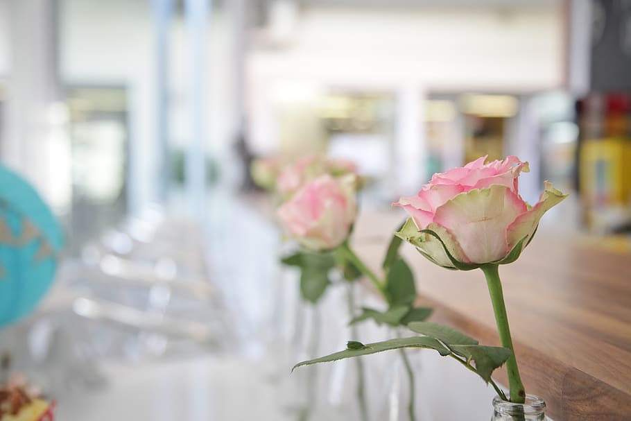 Pink Rose on Bottle Decor, bloom, blossom, flora, flowers, macro HD wallpaper