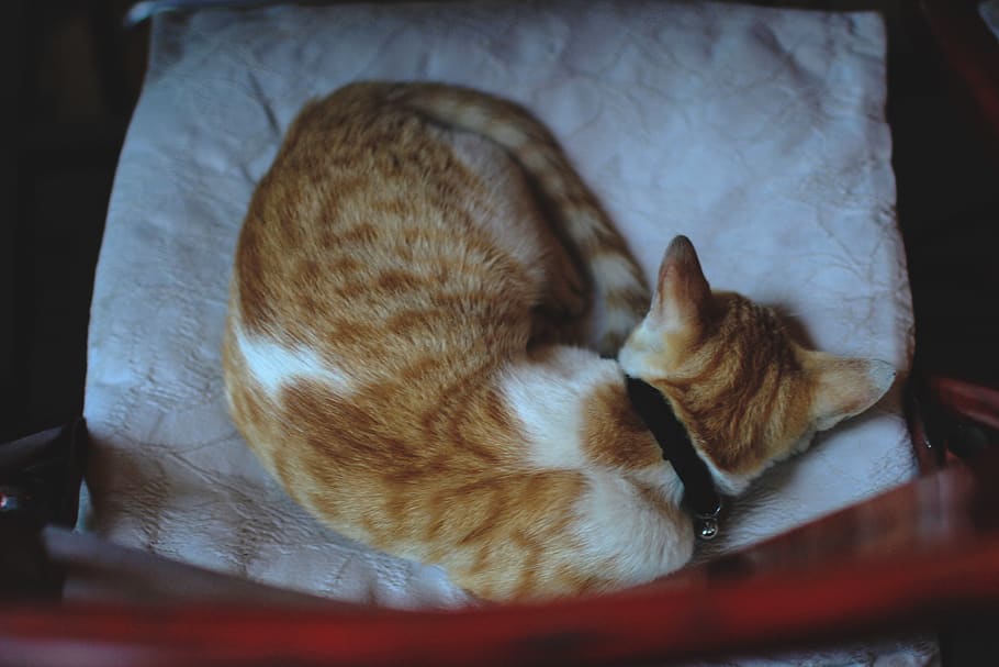 cat, sleeping cat, white, red, pets, mammal, feline, domestic cat HD wallpaper
