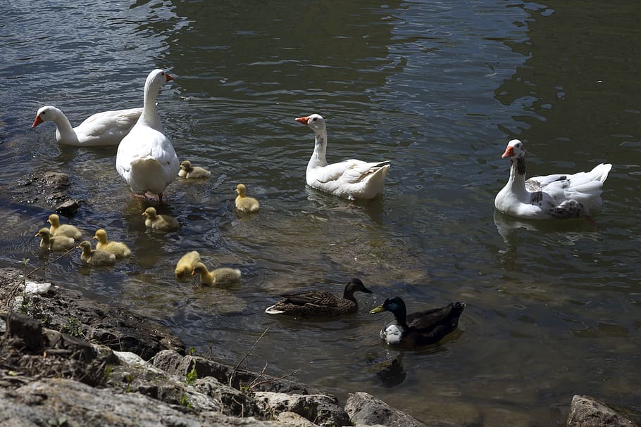 ducks, litter, river, fauna, birds, nature, plumage, spring HD wallpaper