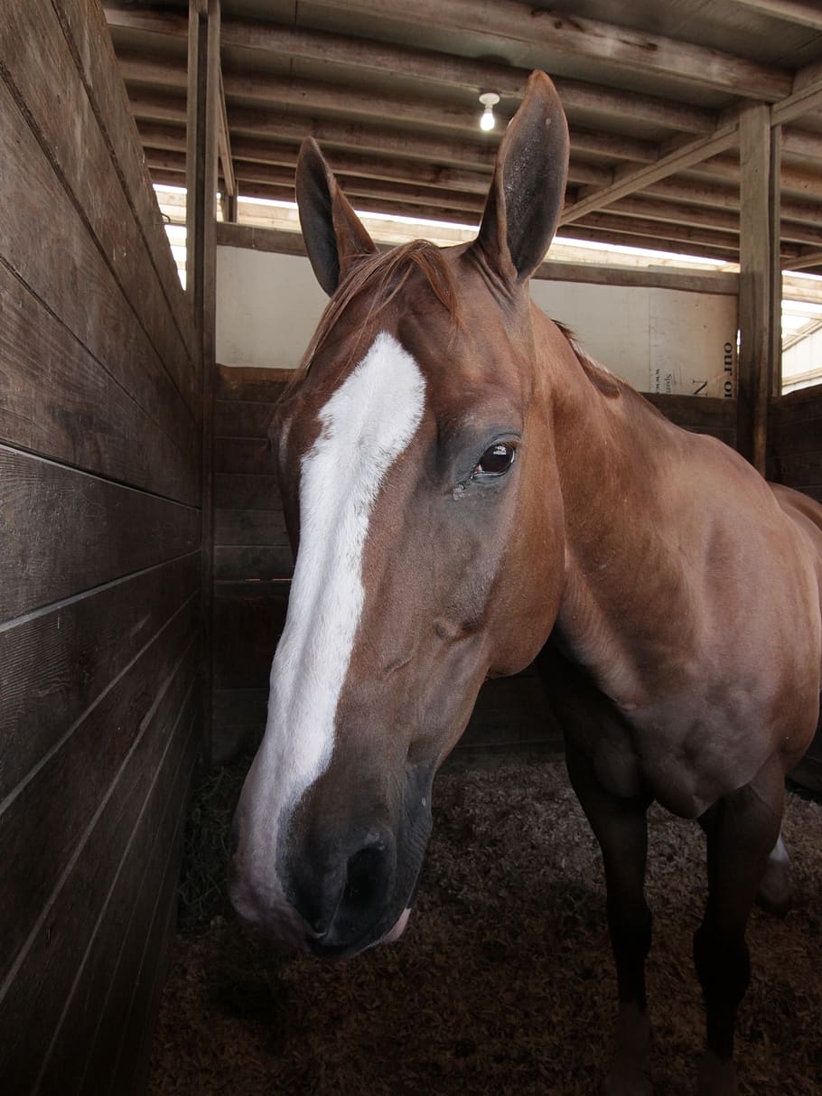 united states, augusta, barn, stall, horse, wide angle, hay HD wallpaper