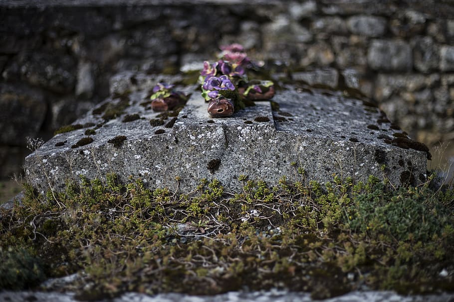 france, rochefort-en-yvelines, cimetery, lichen, tomb, flowers, HD wallpaper