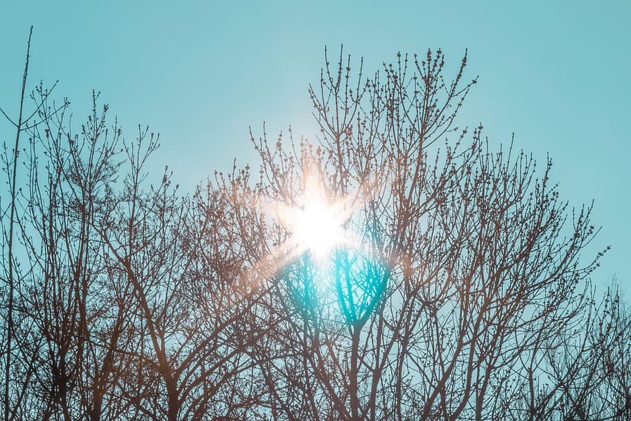 light, flare, sunlight, sky, summer, tree, tropical, trees HD wallpaper