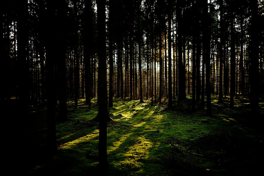 flat sun, forrest, trees, green, autumn, moss, forest, plant HD wallpaper
