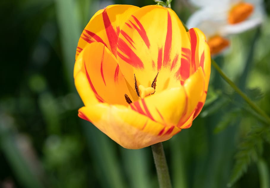 tulip, flower, plant, spring, ornamental plant, blossom, bloom HD wallpaper
