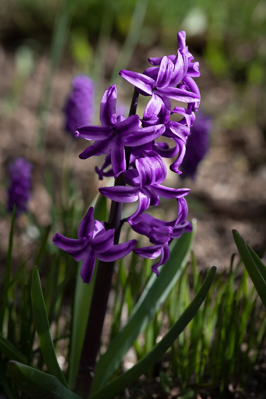 hyacinth, purple, violet, spring, nature, blossom, bloom, close up HD wallpaper