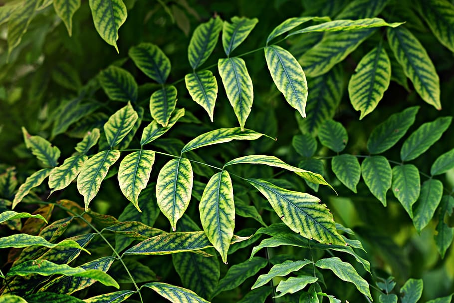 leaves, foliage, twig, bush, plant, veins, pattern, nature HD wallpaper