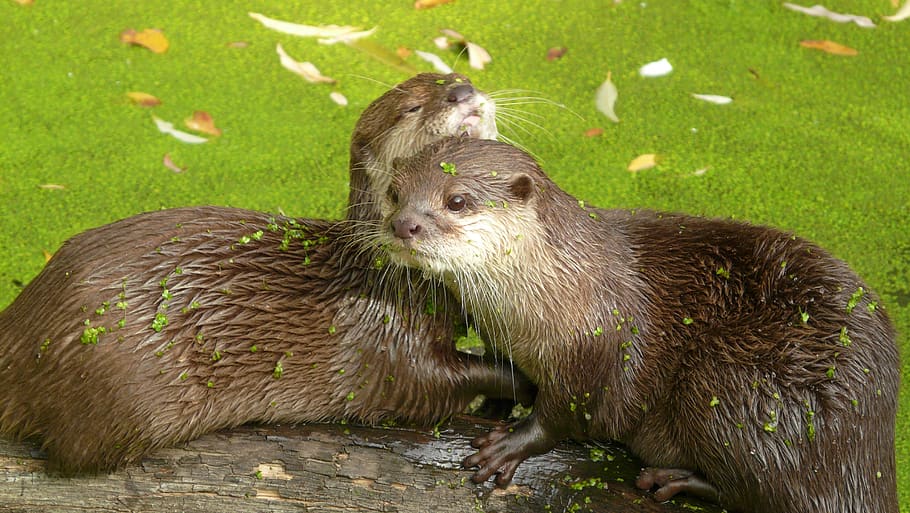 zoo, mammal, otter, animals, animal themes, animal wildlife HD wallpaper
