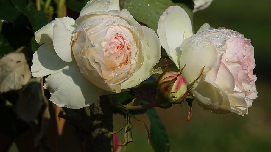 roses, rain, drop, storm, flowering plant, petal, beauty in nature HD wallpaper