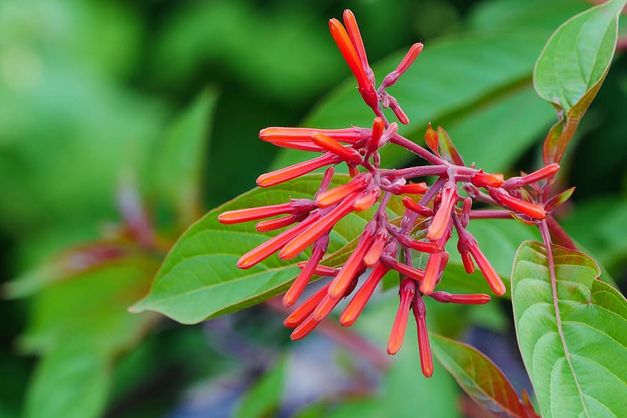 Coral honeysuckle, also known as trumpet honeysuckle, with red flowers growing in a pot in a backyard garden. The native hummingbird-pollinated vine is much less common than the invasive Japanese Honeysuckle which have yellow to white flowers.
